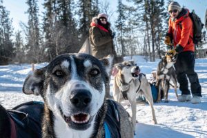 sleddogtour