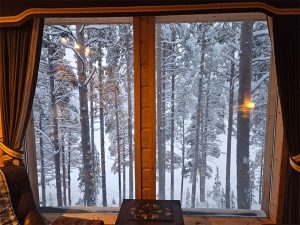 Window view forest