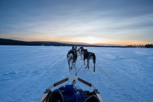 POV from the sled