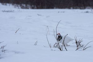 Bird in the snow