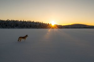 Lone wolf at sunset