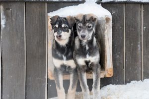 Two pups peeping out of the barn