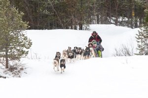 Sled tour with kids