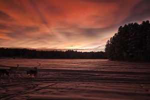 Pink sunset